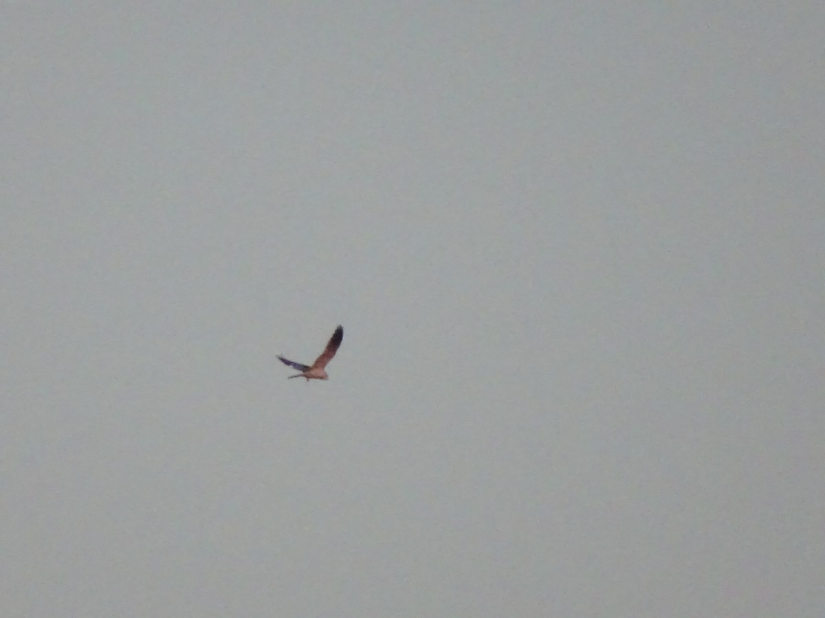 White-tailed Kite - ML53110101