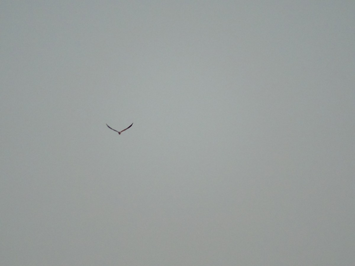 White-tailed Kite - Pablo Lopez