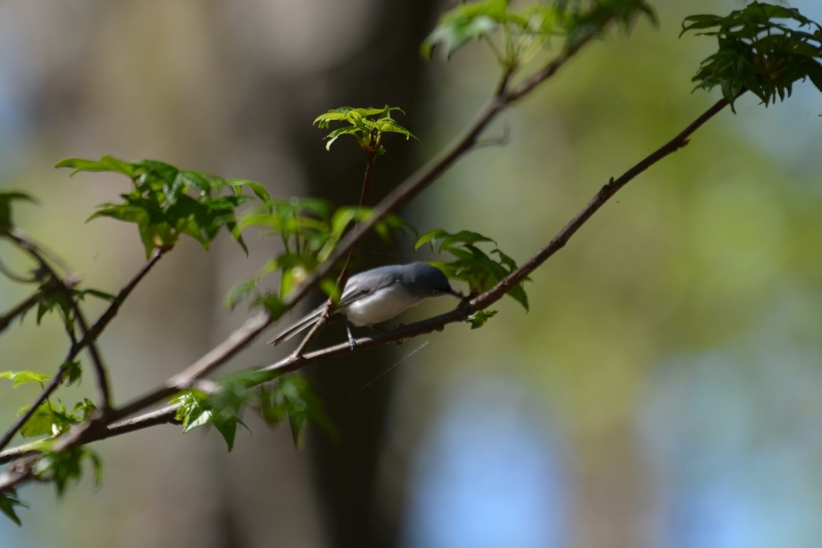 Blue-gray Gnatcatcher - Harold Donnelly