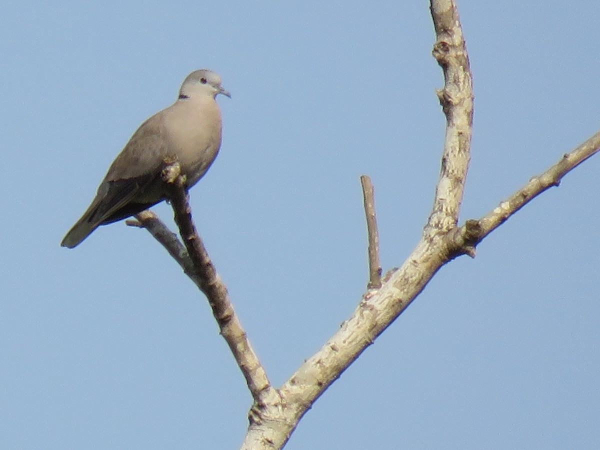 Red Collared-Dove - ML53110791