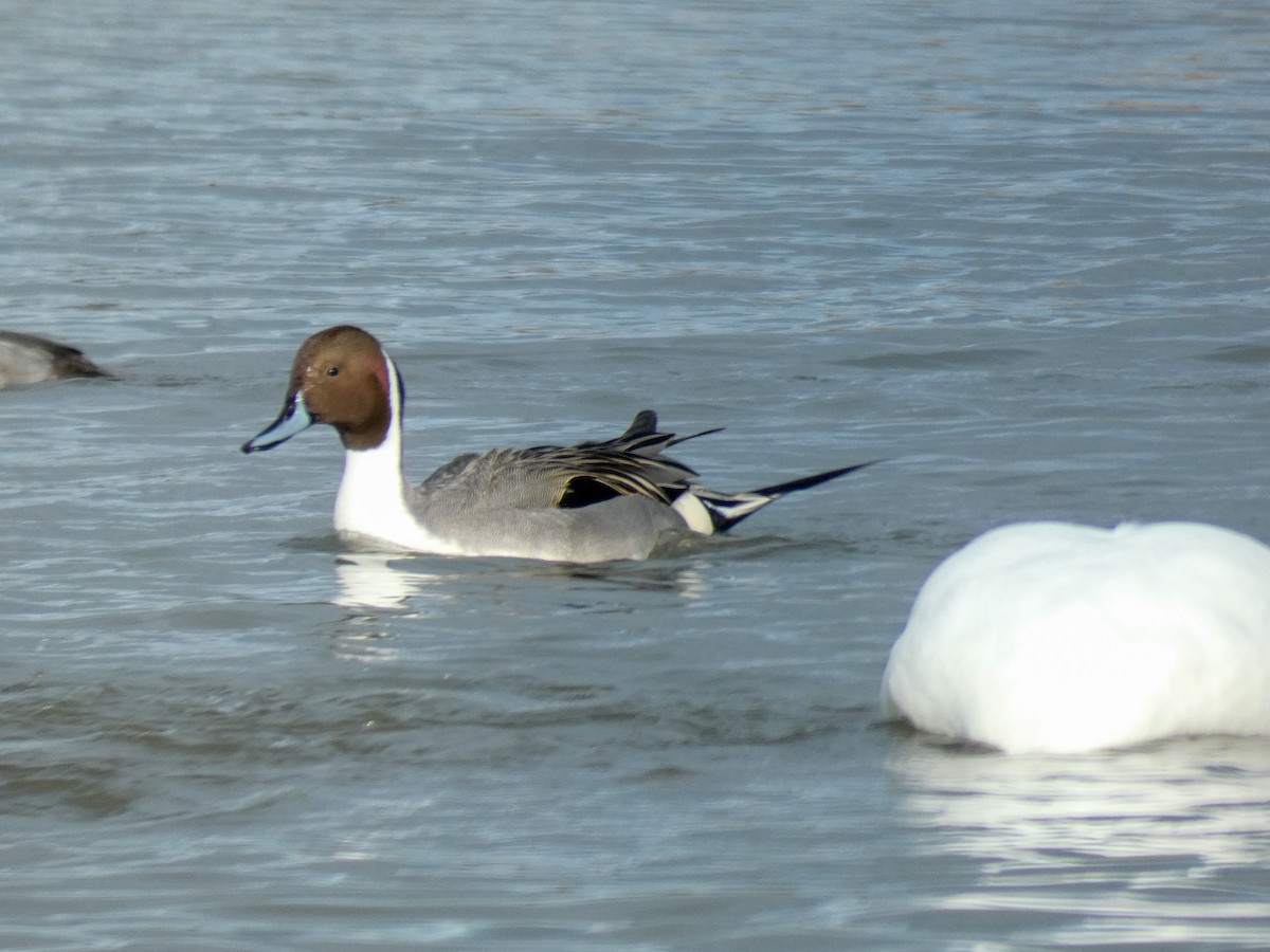 Northern Pintail - Pete Harrison