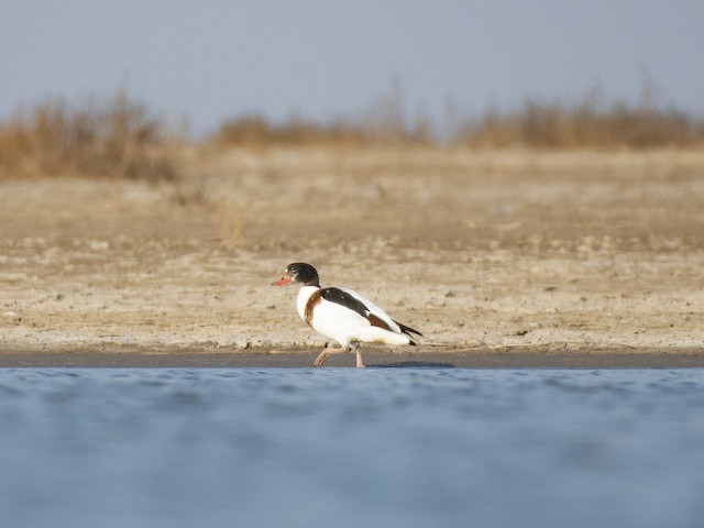 Common Shelduck — photographed by Sayantan Ghosh