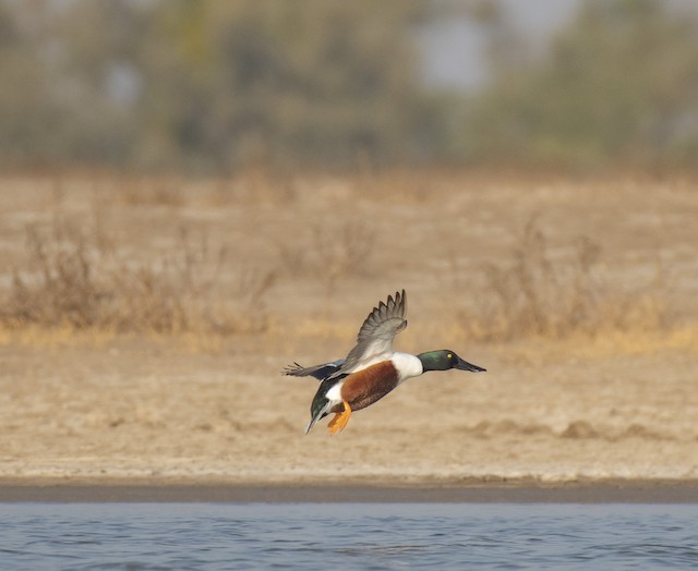 Northern Shoveler — photographed by Sayantan Ghosh