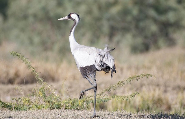 Common Crane — photographed by Sayantan Ghosh