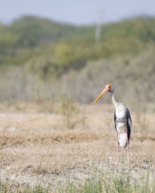 Painted Stork — photographed by Sayantan Ghosh