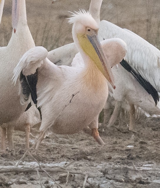 Great White Pelican (Rosy Pelican) — photographed by Sayantan Ghosh
