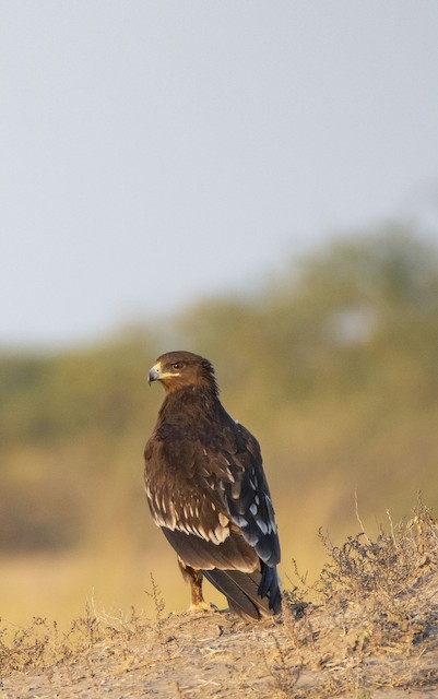 Greater Spotted Eagle — photographed by Sayantan Ghosh