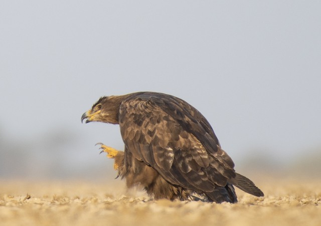 Steppe Eagle — photographed by Sayantan Ghosh