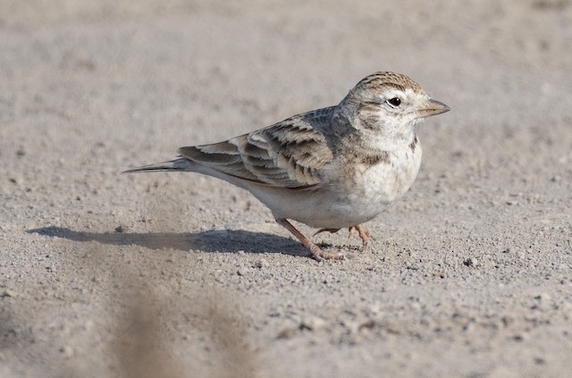 Greater Short-toed Lark — photographed by Sayantan Ghosh