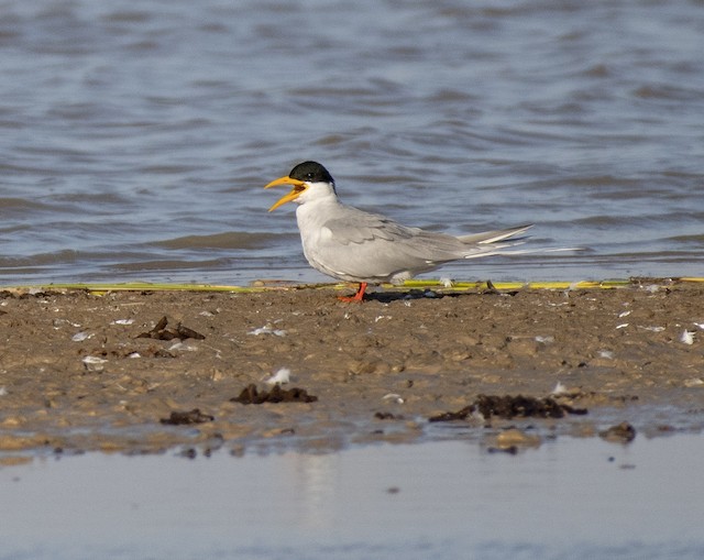 River Tern — photographed by Sayantan Ghosh