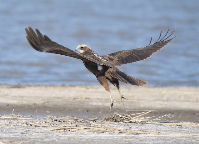 Western Marsh Harrier — photographed by Sayantan Ghosh
