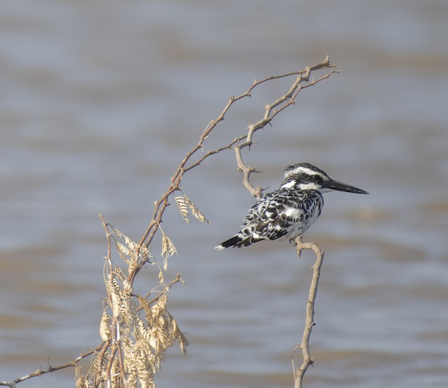 Pied Kingfisher — photographed by Sayantan Ghosh