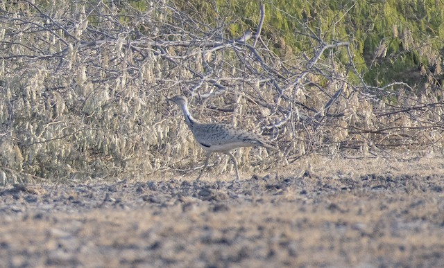 Macqueen's Bustard (Houbara Bustard) — photographed by Sayantan Ghosh