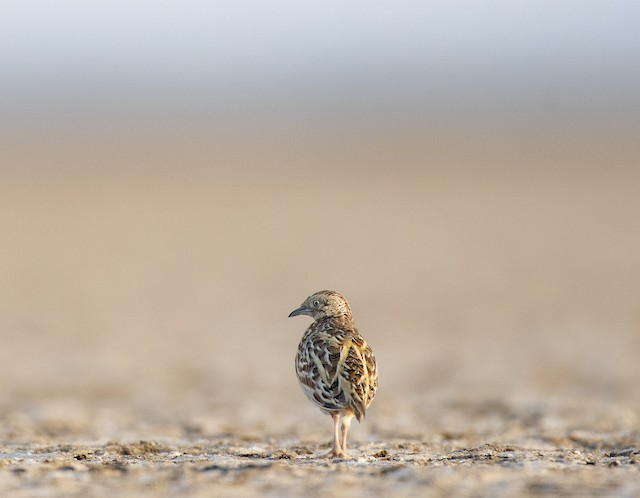 Small Buttonquail — photographed by Sayantan Ghosh