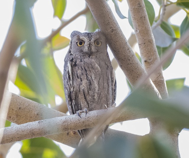 Pallid Scops-Owl — photographed by Sayantan Ghosh