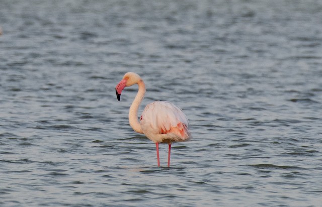 Greater Flamingo — photographed by Sayantan Ghosh