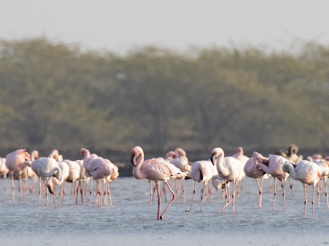 Lesser Flamingo — photographed by Sayantan Ghosh