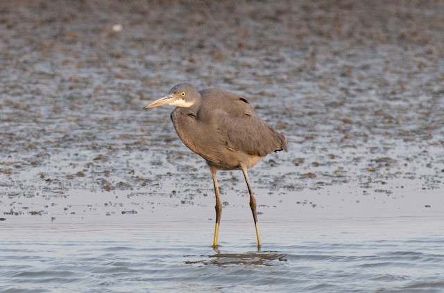 Western Reef-Heron (Western Reef-Egret) — photographed by Sayantan Ghosh