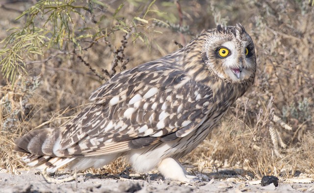 Short-eared Owl — photographed by Sayantan Ghosh