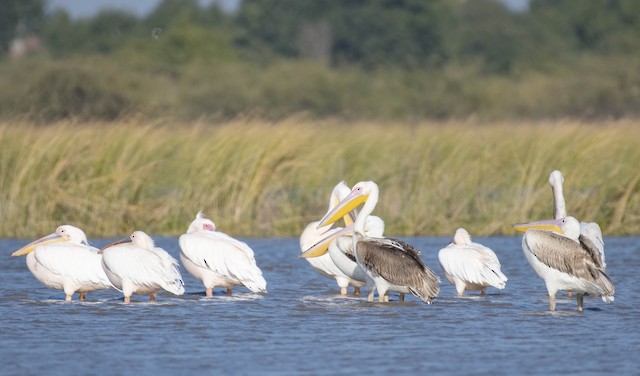 Dalmatian Pelican — photographed by Sayantan Ghosh