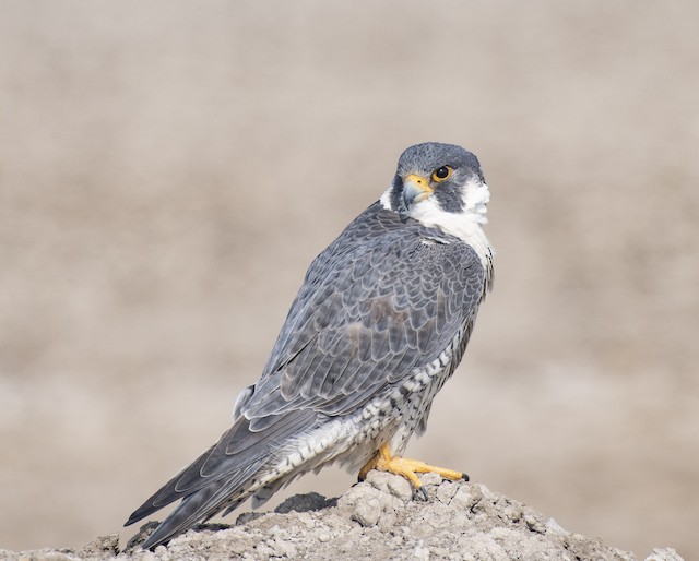 Peregrine Falcon — photographed by Sayantan Ghosh