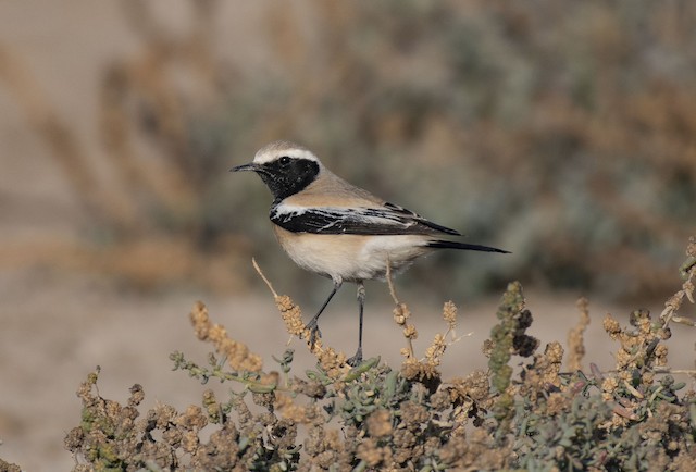 Desert Wheatear — photographed by Sayantan Ghosh