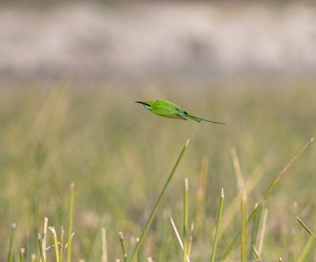 Asian Green Bee-eater — photographed by Sayantan Ghosh