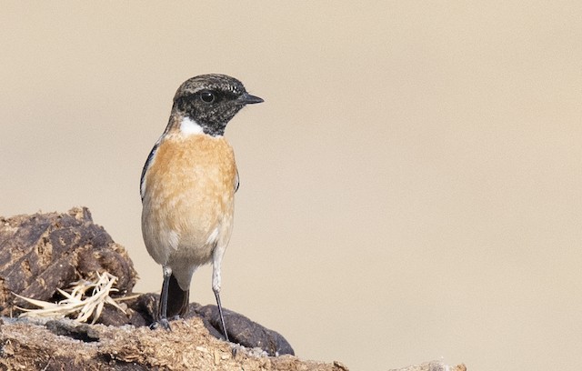 Siberian Stonechat (Common Stonechat) — photographed by Sayantan Ghosh