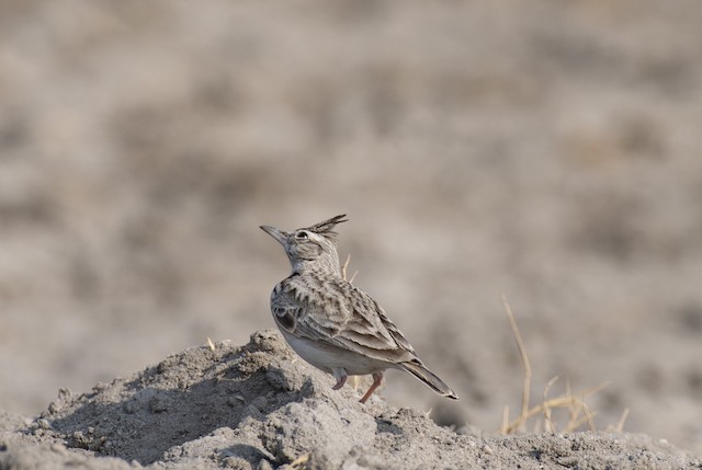 Crested Lark — photographed by Sayantan Ghosh