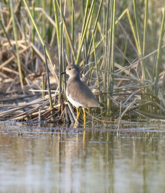 White-tailed Lapwing — photographed by Sayantan Ghosh