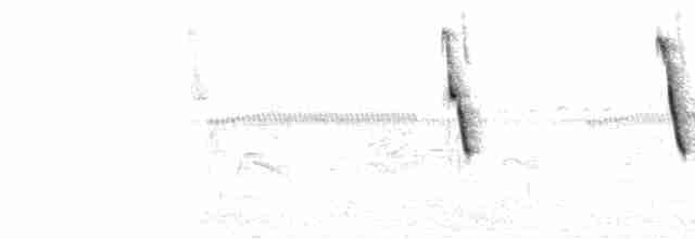  - Saffron Finch (Saffron)