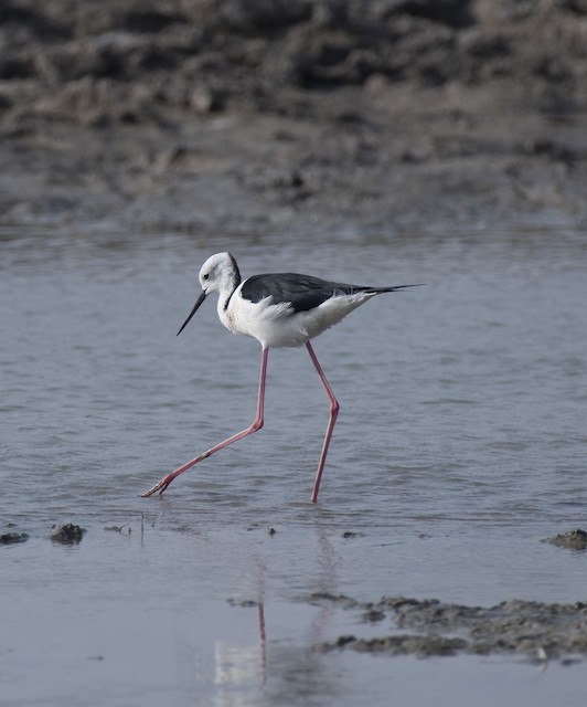 Black-winged Stilt — photographed by Sayantan Ghosh