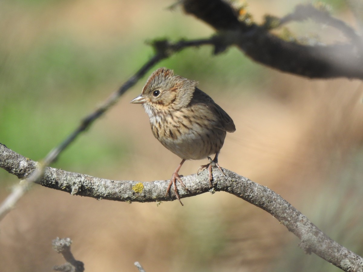 Lincoln's Sparrow - Holly Perry