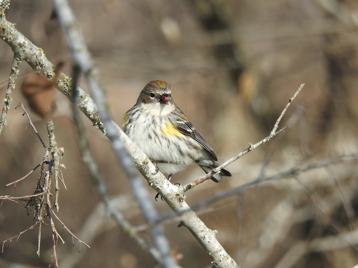 Yellow-rumped Warbler - Holly Perry