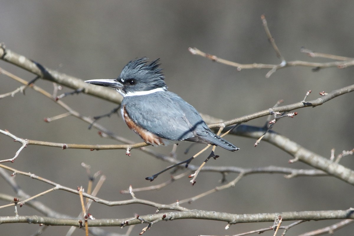 Belted Kingfisher - ML531117631