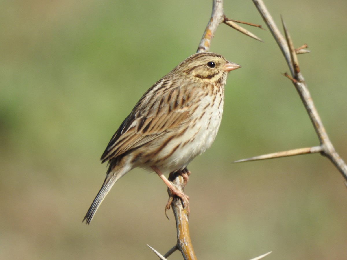 Savannah Sparrow - ML531117891