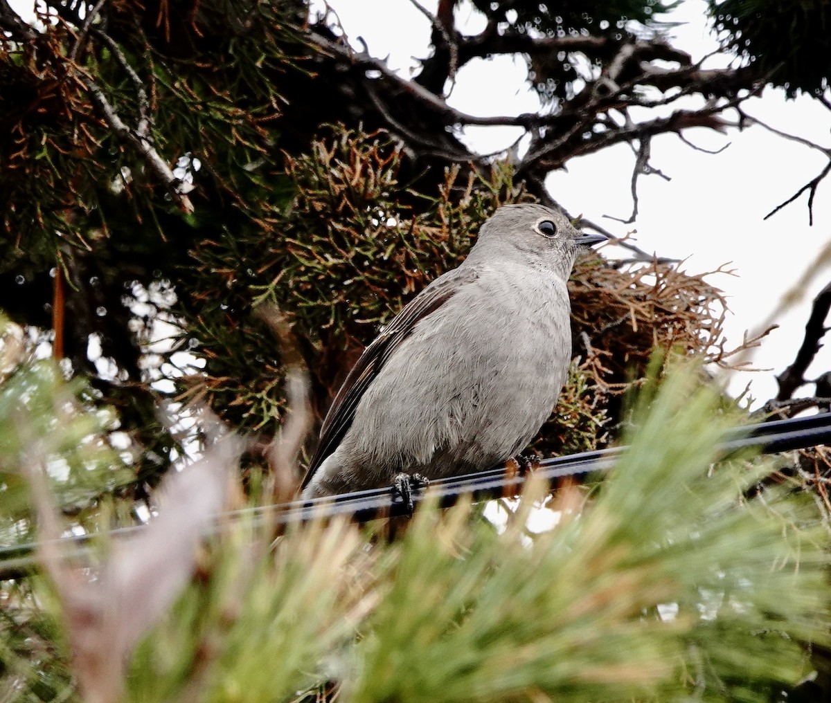 Townsend's Solitaire - ML531117941