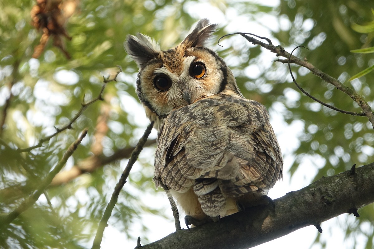 Striped Owl - ML531117961