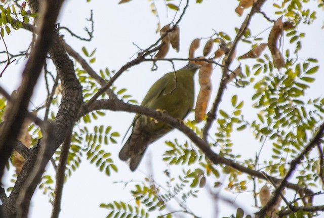 Yellow-footed Green-Pigeon — photographed by Sayantan Ghosh