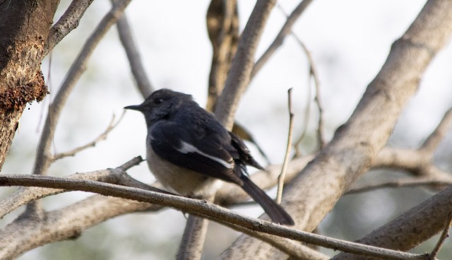 Oriental Magpie-Robin — photographed by Sayantan Ghosh