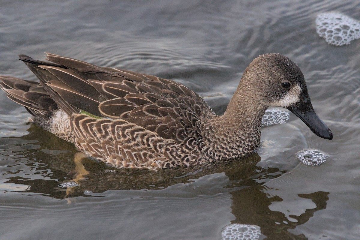 Blue-winged Teal - ML531119351