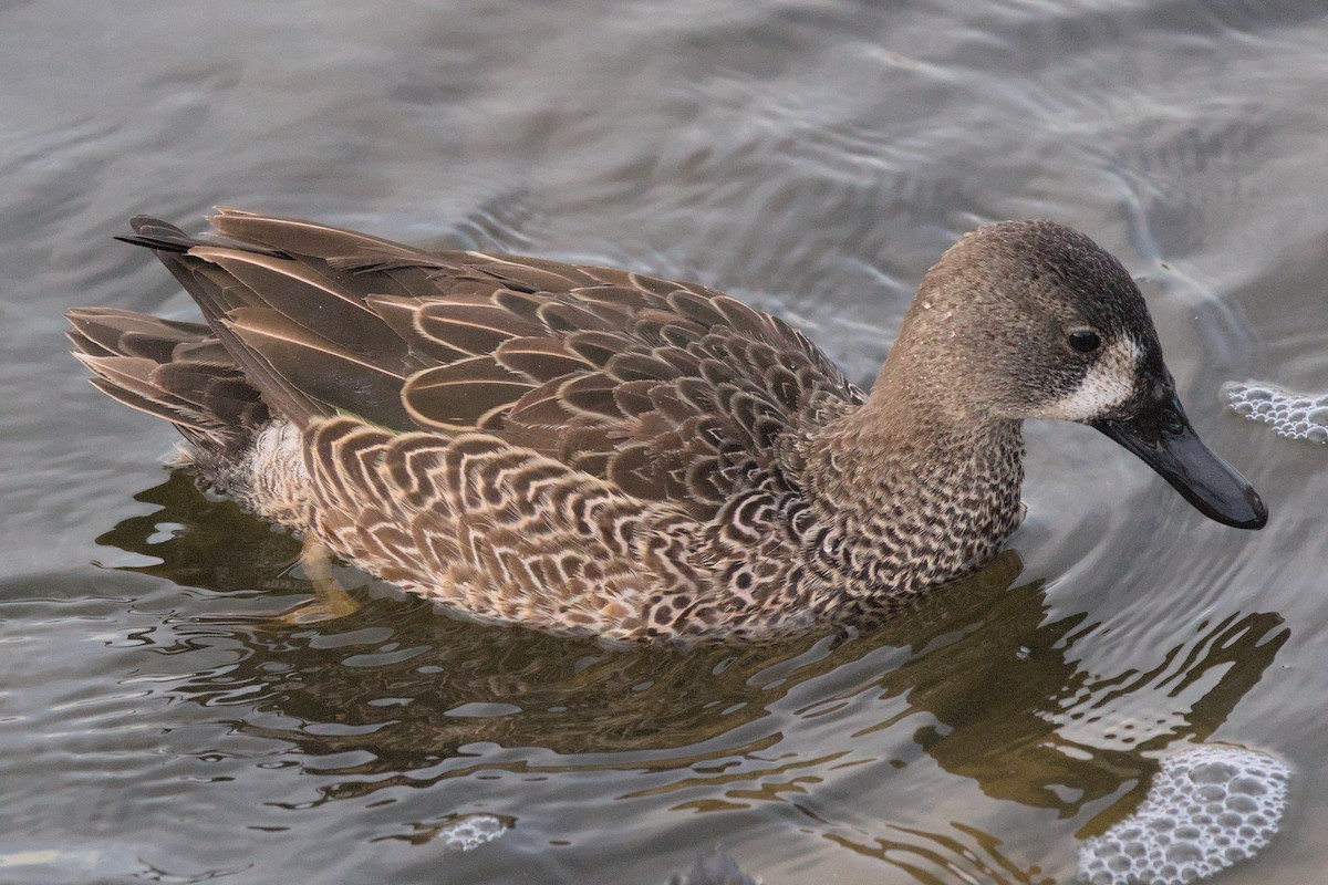 Blue-winged Teal - ML531119361