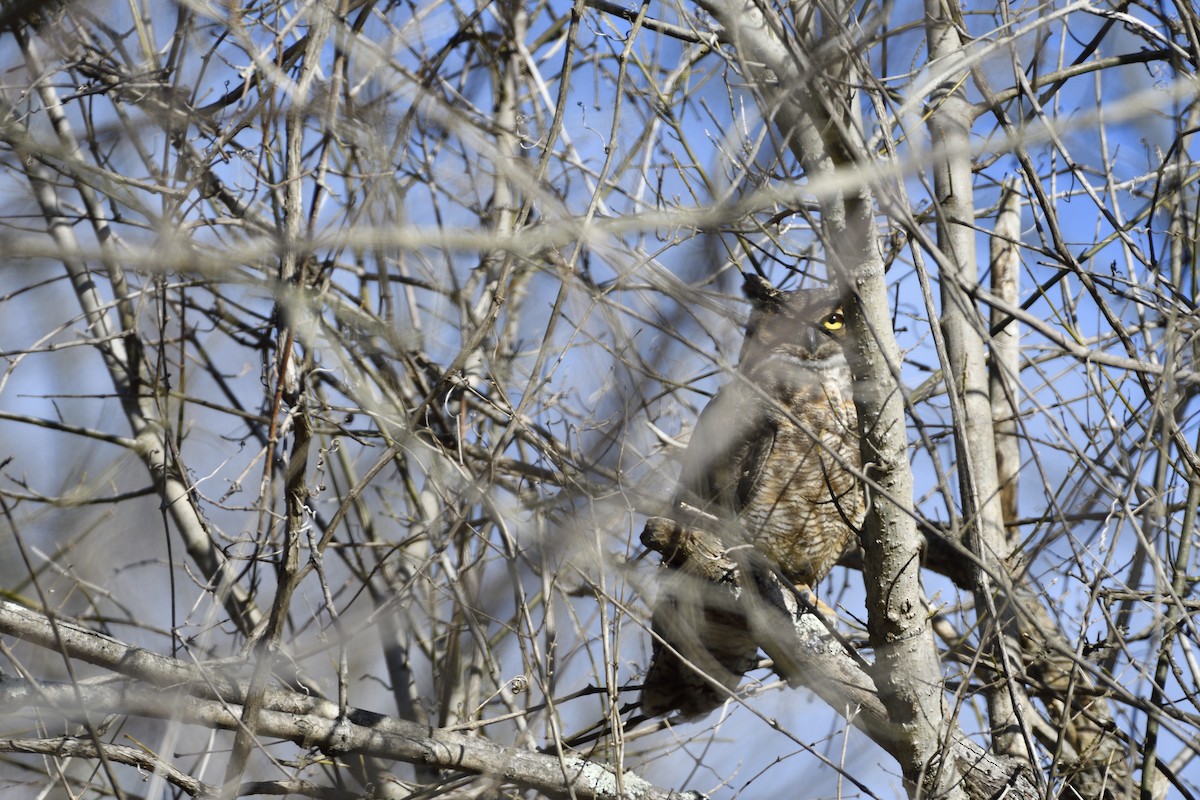 Great Horned Owl - ML531121401