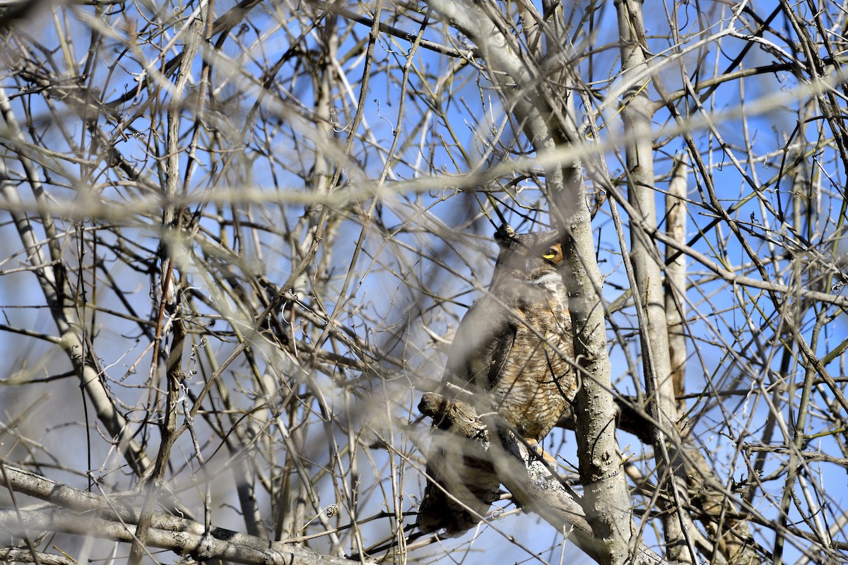 Great Horned Owl - ML531121421