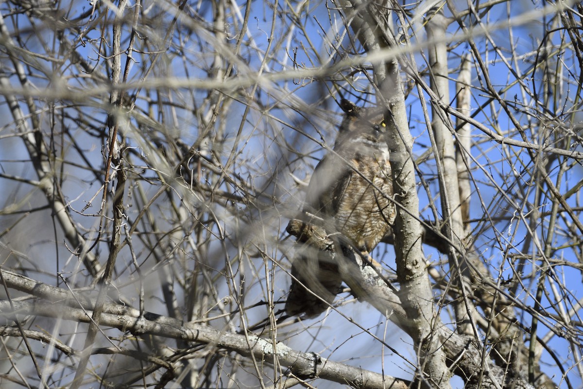 Great Horned Owl - ML531121471