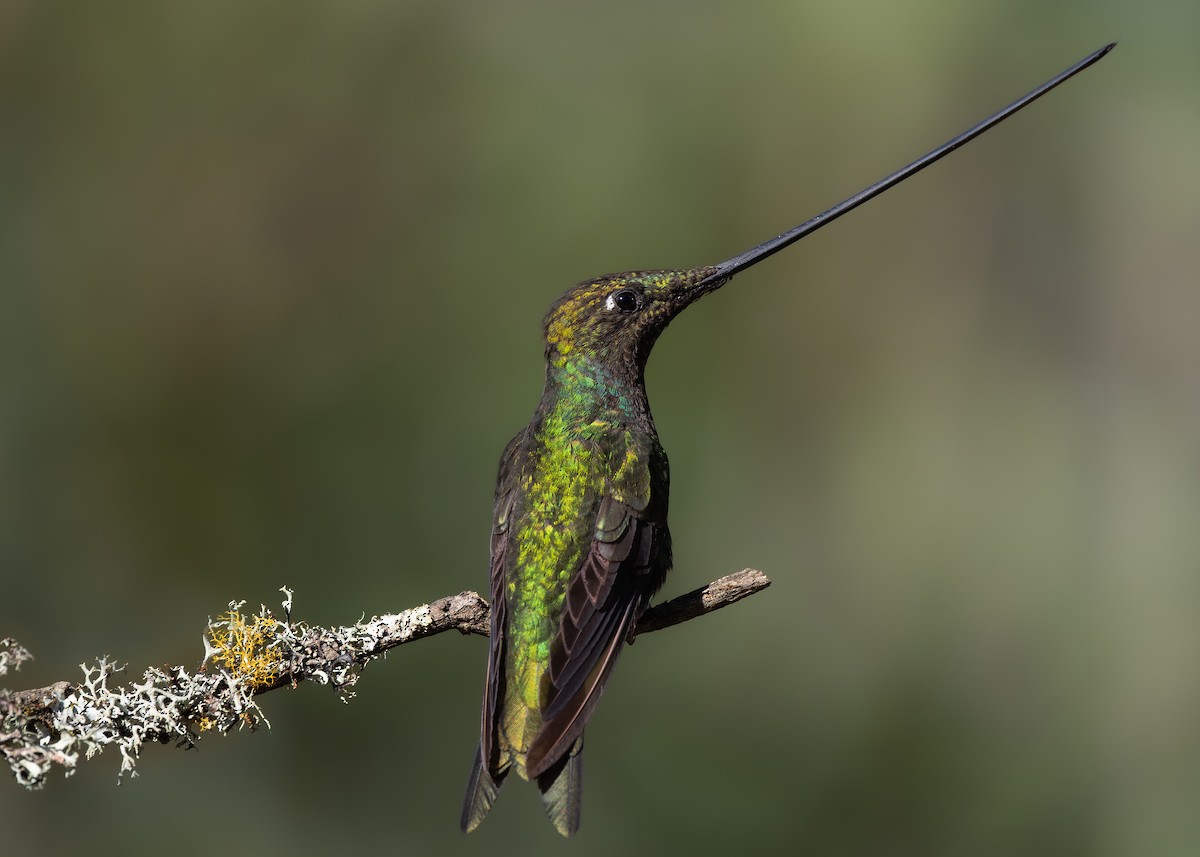 Sword-billed Hummingbird - ML531123001