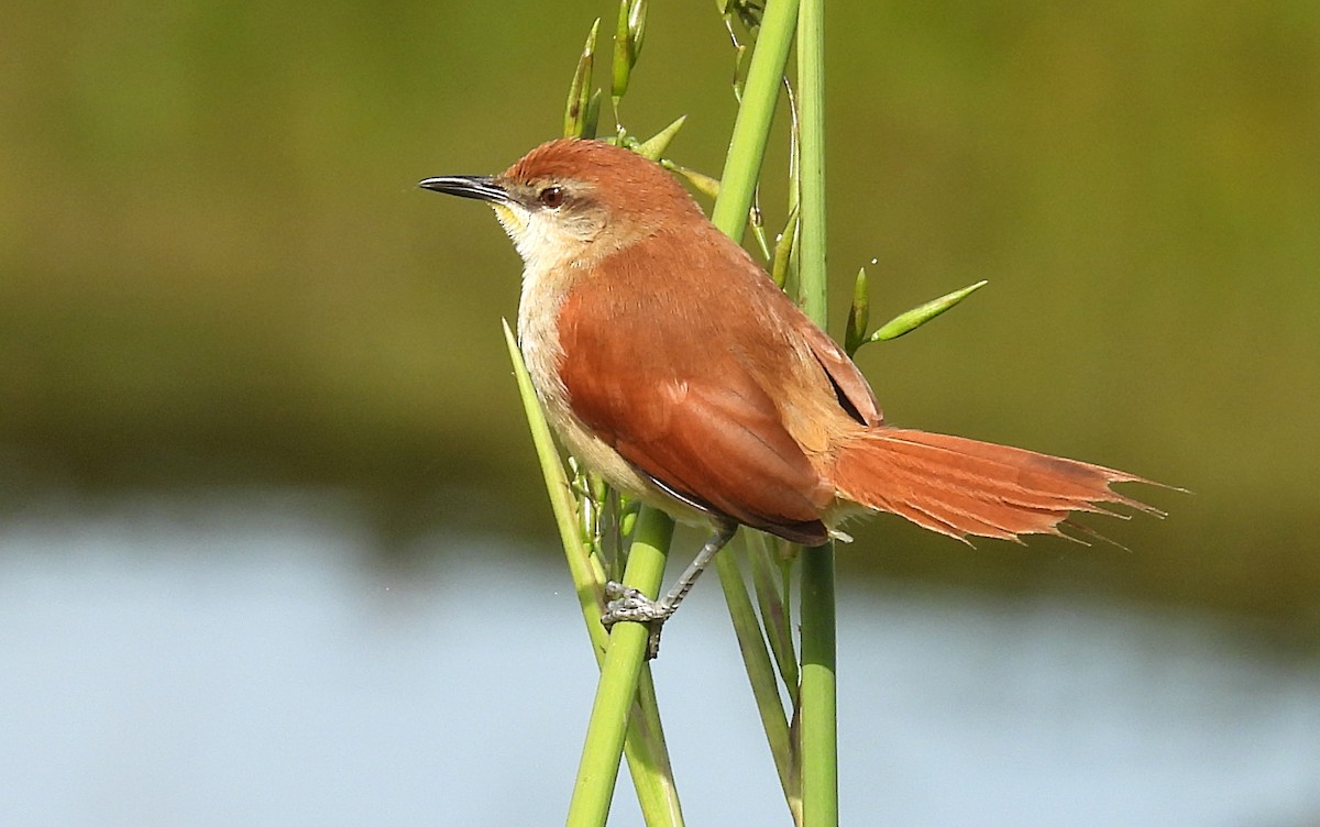 Yellow-chinned Spinetail - ML531123021