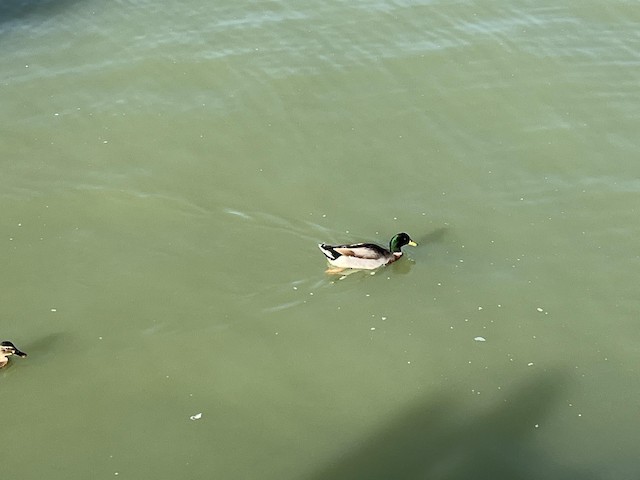 Mallard — photographed by Sayantan Ghosh