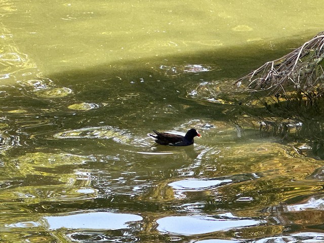 Eurasian Moorhen — photographed by Sayantan Ghosh