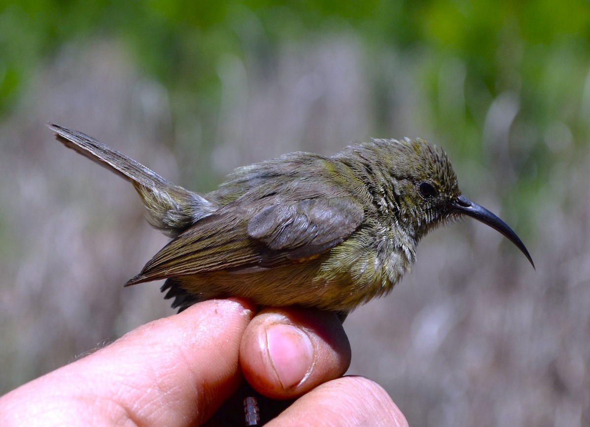 Southern Double-collared Sunbird - ML531126041